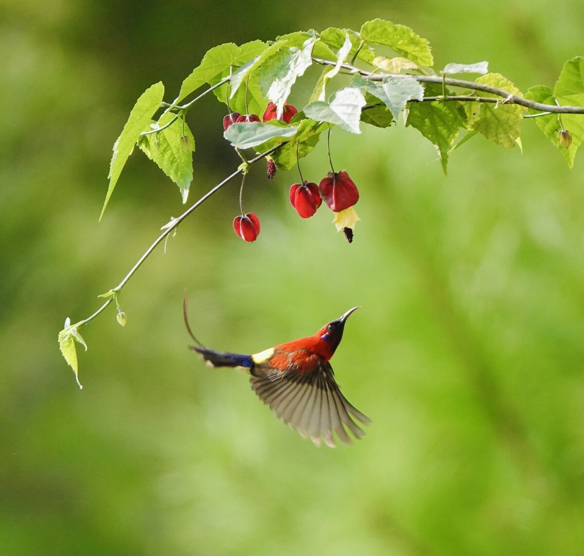 雄鸟不敌太阳,遭遇连败 雄鸟不敌太阳,遭遇连败